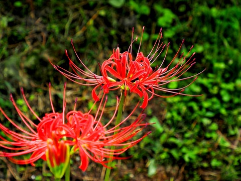 0920ﾋｶﾞﾝﾊﾞﾅ②