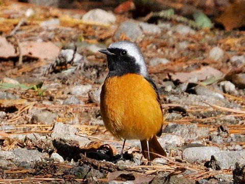 0108ジョウビタキ♂②