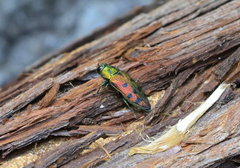 0727ﾏｽﾀﾞｸﾛﾎｼﾀﾏﾑｼ②