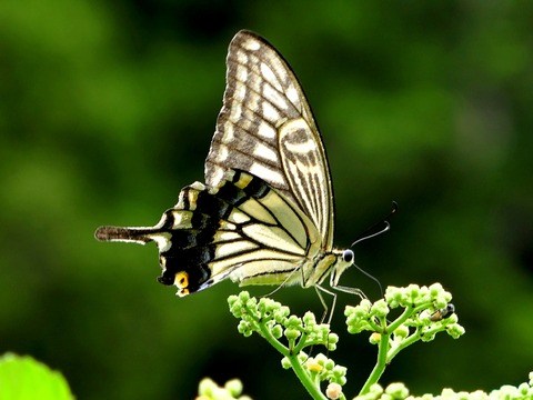 0907ﾅﾐｱｹﾞﾊ①