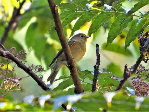 1113ルリビタキ♀②