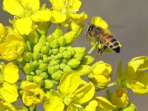 200208セイヨウミツバチ②