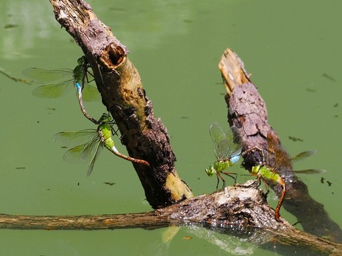 0815ｷﾞﾝﾔﾝﾏ⑧