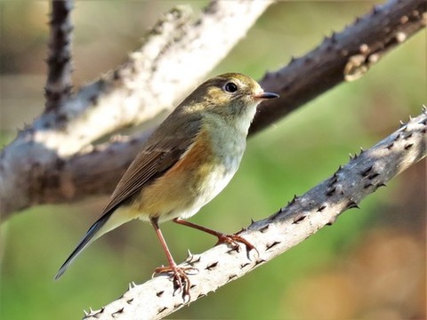 1225ルリビタキ♀④