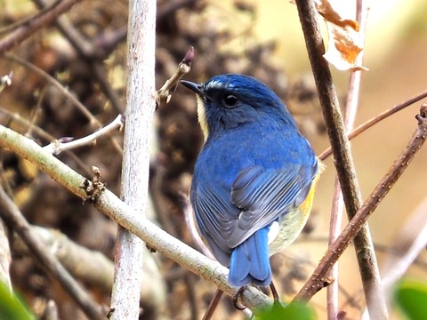 1226ﾙﾘﾋﾞﾀｷ♂②