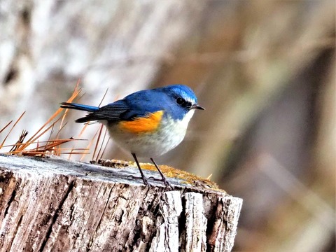 0130ﾙﾘﾋﾞﾀｷ♂⑦