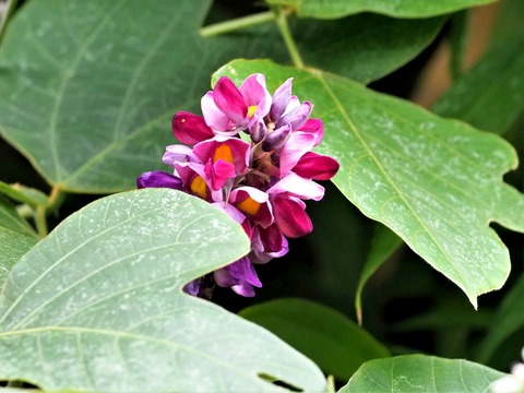 0908クズの花①