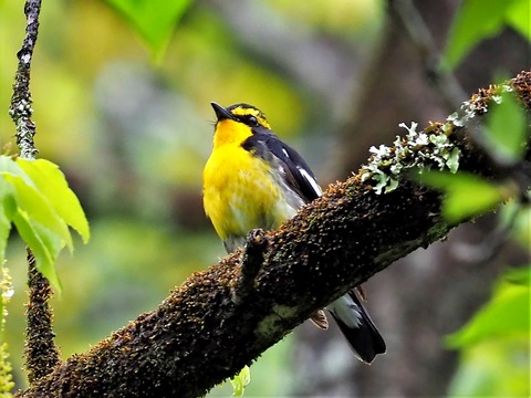 0426ｷﾋﾞﾀｷ④