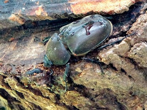 0709カブトムシ♀