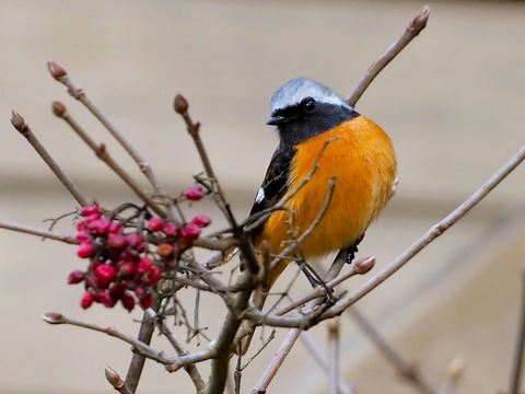 240206ｼﾞｮｳﾋﾞﾀｷ♂⑥