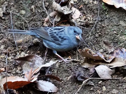 1227ｸﾛｼﾞ♂②