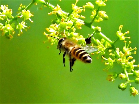 0524ｾｲﾖｳﾐﾂﾊﾞﾁとﾔﾏﾊｾﾞの花②