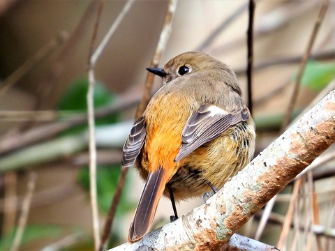 0130ｼﾞｮｳﾋﾞﾀｷ♀②