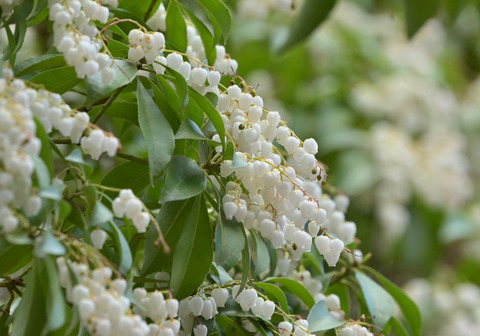 260319ｱｾﾋﾞ④