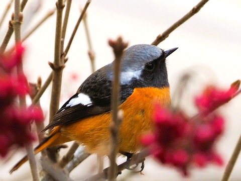 230202ｼﾞｮｳﾋﾞﾀｷ①