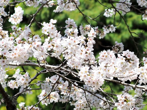 230328染井吉野⑤