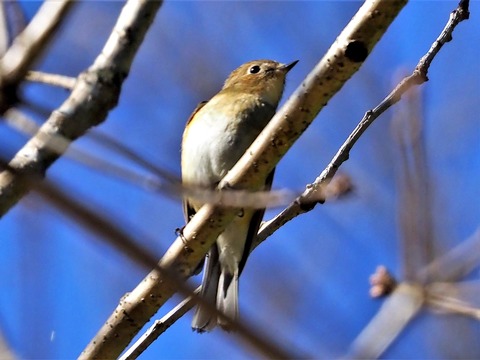 1214ルリビタキ♀