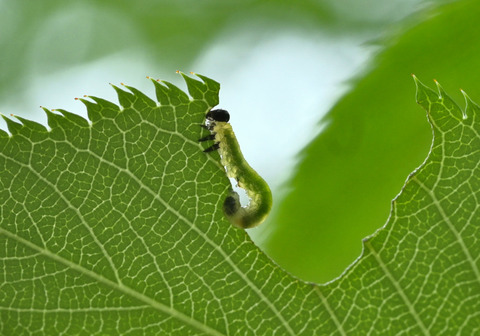 260426_ﾊﾊﾞﾁ幼虫