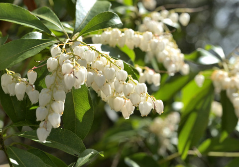 260319ｱｾﾋﾞ①