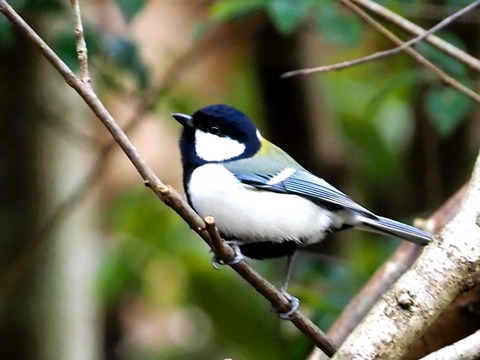 1226ｼｼﾞｭｳｶﾗ①