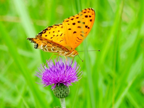 0912ﾂﾏｸﾞﾛﾋｮｳﾓﾝ♂とﾉｱｻﾞﾐ①