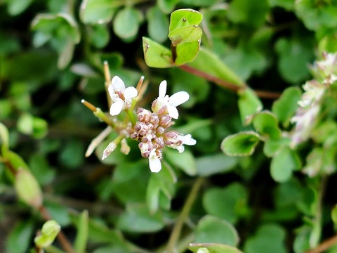 240214ﾀﾈﾂｹﾊﾞﾅ①