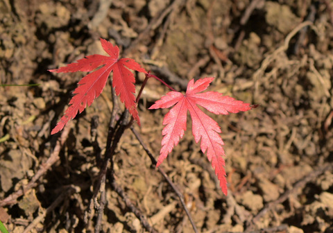 1114ｲﾛﾊﾓﾐｼﾞ