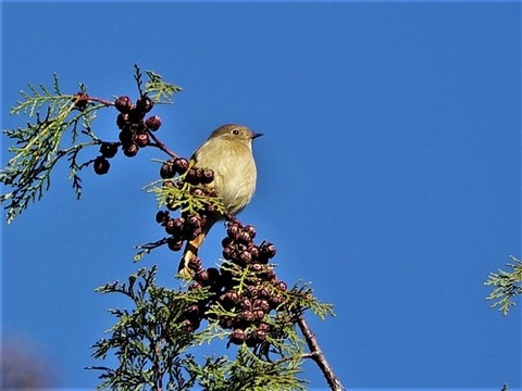 1228ジョウビタキ♀①