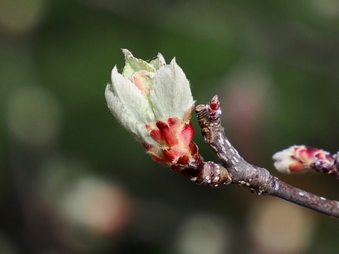 ウラジロノキ花芽①