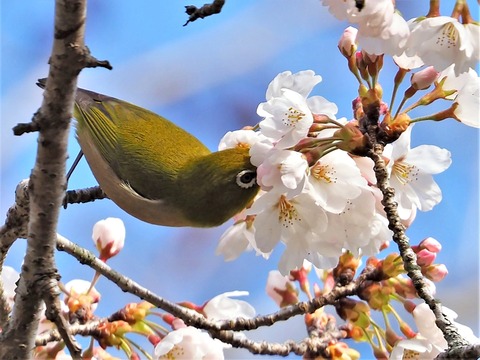 0403桜とメジロ⑤