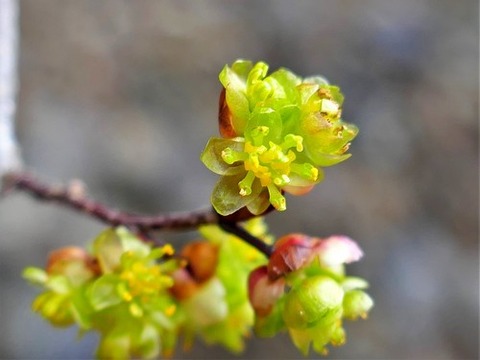 200227ｱﾌﾞﾗﾁｬﾝ④