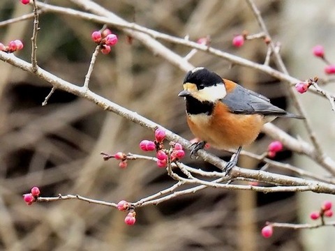 200218ﾔﾏｶﾞﾗ