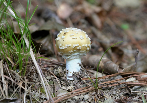 09ｳｽｷﾃﾝｸﾞﾀｹ