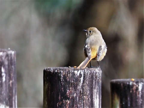 220220ジョウビタキ♀②