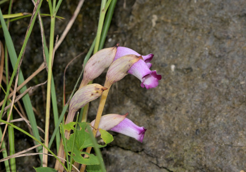 30ﾅﾝﾊﾞﾝｷﾞｾﾙ