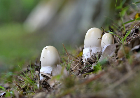 06ﾊﾏｸｻｷﾞﾀﾏｺﾞﾀｹ