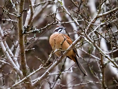 230204ﾎｵｼﾞﾛ♂①