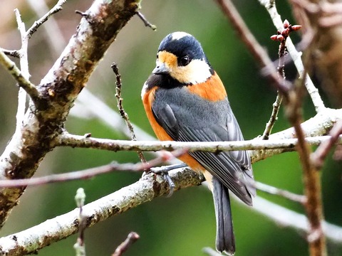 1215ﾔﾏｶﾞﾗ①