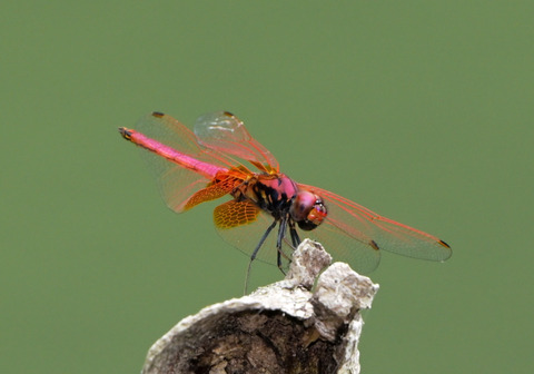 29ﾍﾞﾆﾄﾝﾎﾞ