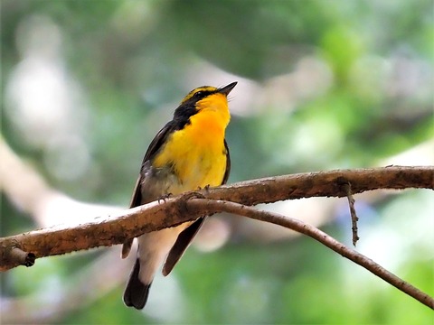 0428ｷﾋﾞﾀｷ⑥