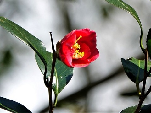 200218ﾔﾌﾞﾂﾊﾞｷ