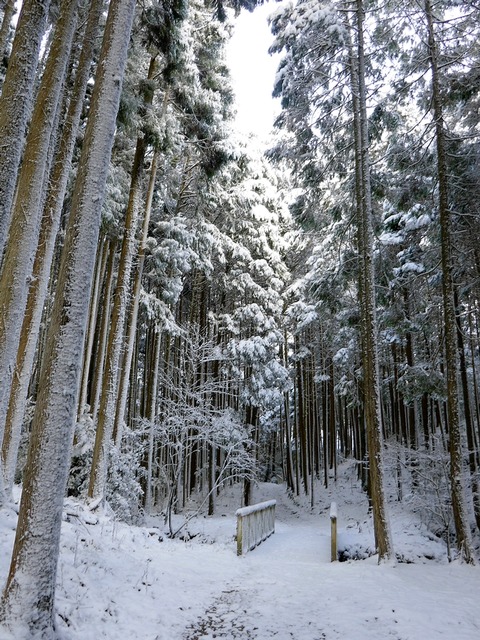 230128散策道③