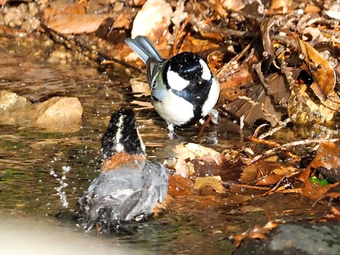 230212野鳥水浴び③