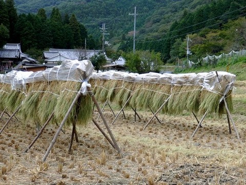 1018秋の田んぼ②