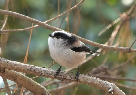 260204ｴﾅｶﾞ②