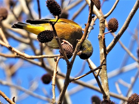 1123ｶﾜﾗﾋﾜ①