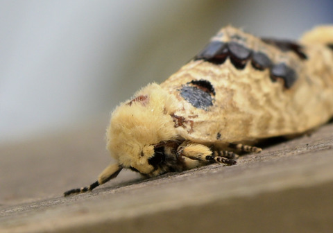 0809ﾓﾝｸﾛｼｬﾁﾎｺ③