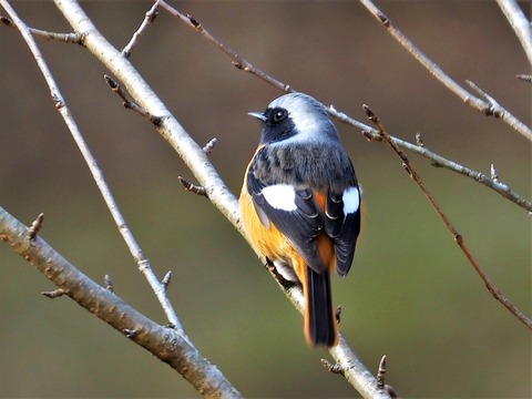 0127ジョウビタキ♂①