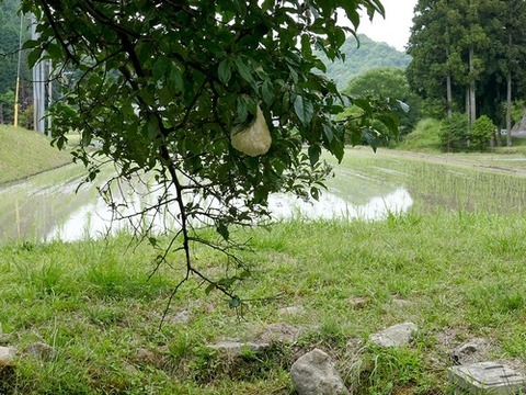 0615モリアオガエル卵塊①