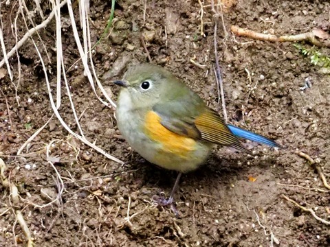 240216ﾙﾘﾋﾞﾀｷ♀⑤